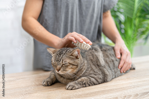 Brown Tabby cat sitting on table, General health care for pets concept,  and a woman holding a pet hair brush remove the deteriorated pet fur for your cat's good health, Happy, Prevention of diseases