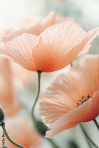 Close-up of delicate pastel poppies in soft pink and orange tones. A dreamy floral composition with gentle lighting, perfect for nature, romance, and botanical themes.