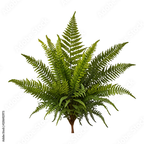 Close up boston fern nephrolepis exultate isolated on a transparent background photo