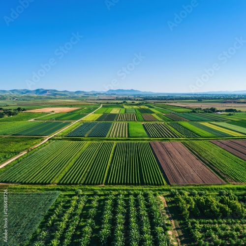 Crop rotation benefits diverse crops in distinct rows under clear blue skies ecological diversity from above photo