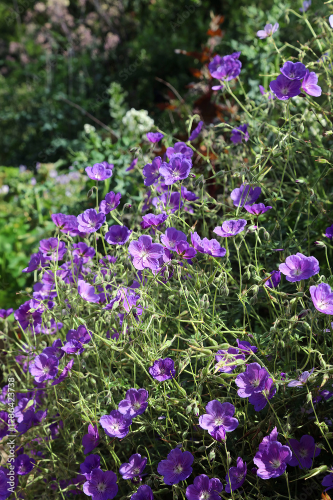 Naklejka premium Bed of Wood Cranesbill flowers, Derbyshire England 