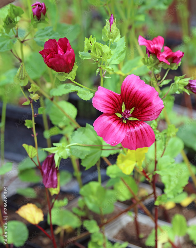 Purple Tree Mallow blooms, Derbyshire England
Purple Tree Mallow blooms, Derbyshire England