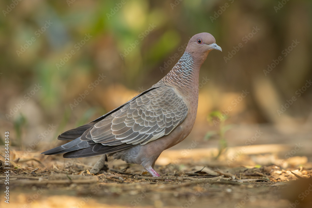 Picazuro pigeon perched on the forest floor Picazuro pigeon perched on the forest floor