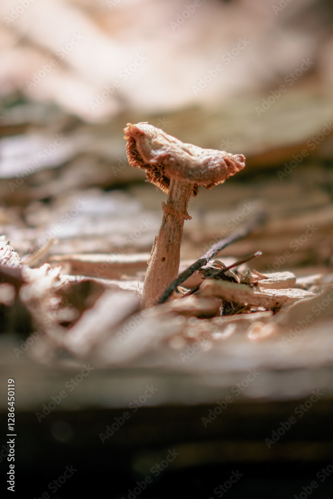Fototapeta premium Close up on a tiny mushroom in the forest