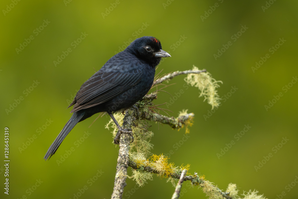 Ruby-crowned tanager perched on a branch Ruby-crowned tanager perched on a branch