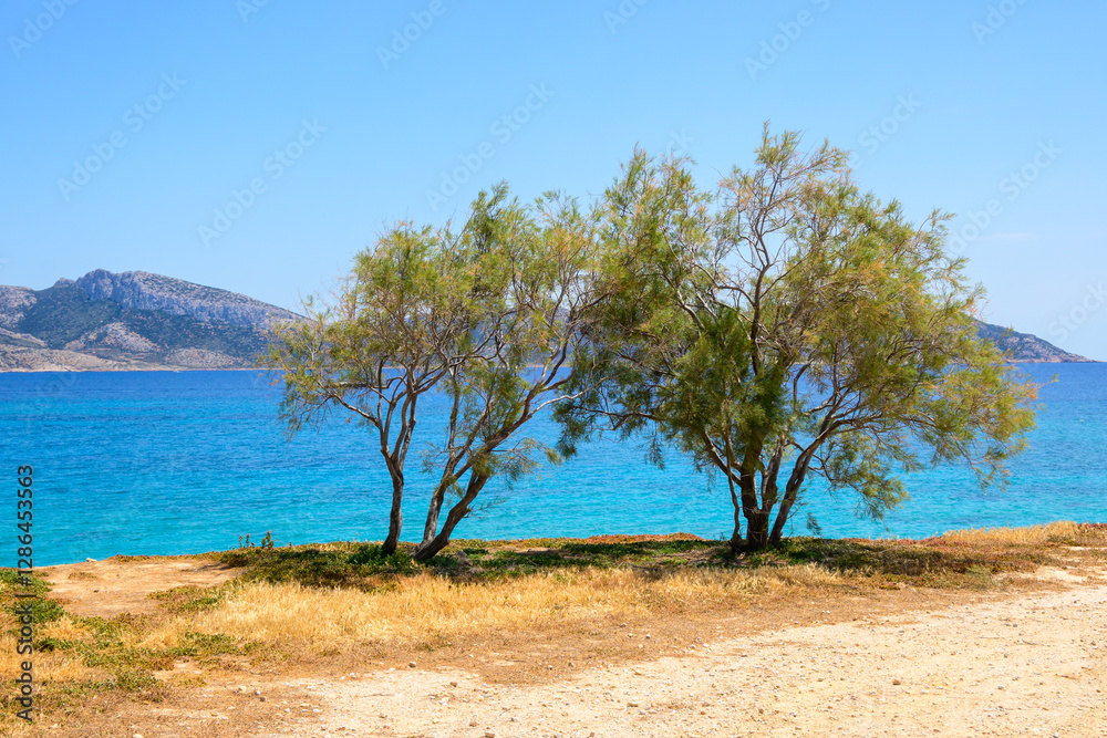 Trees growing on the shore of Ano Koufonisi island. Small Cyclades, Greece