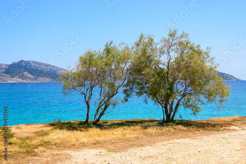 Obraz na płótnie Trees growing on the shore of Ano Koufonisi island. Small Cyclades, Greece w salonie