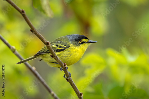 Gray-headed tody-flycatcher perched on a branch