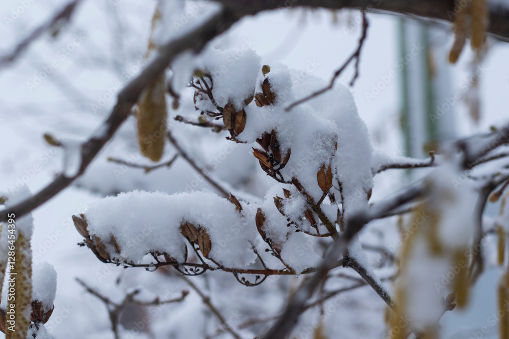 white now and plants