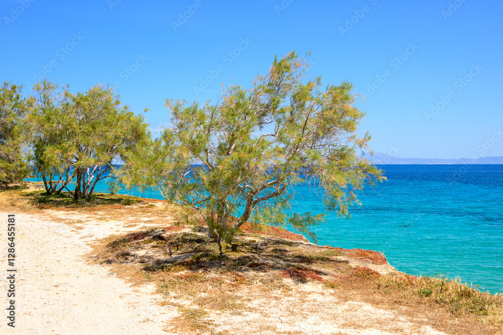 Trees growing on the shore of Ano Koufonisi island. Small Cyclades, Greece