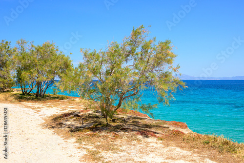 Obraz na płótnie Trees growing on the shore of Ano Koufonisi island. Small Cyclades, Greece w salonie