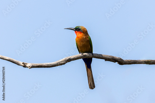 Red-throated Bee-eater photo