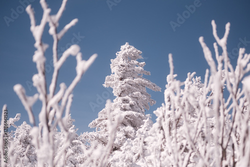 View on a snow-covered tree, snow-covered branches in the foreground