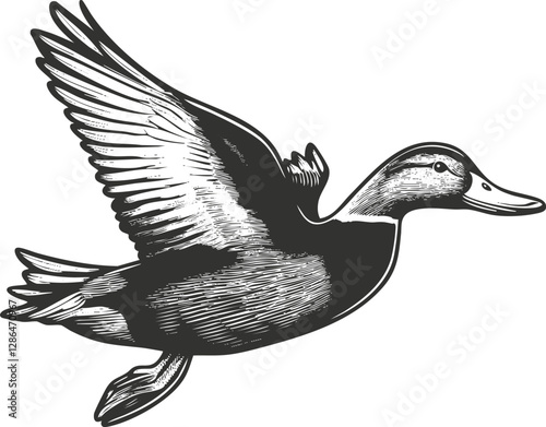Black and white illustration of a duck in flight, detailed etching style.