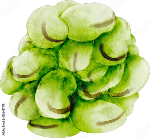 watercolor fava bean