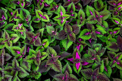 Coleus Plant or pokok Ati Ati, colorful leafs. Pattern background photo