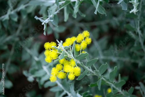 Acacia dealbata Link, Acacia baileyana F.Muell. bloom against a soft silver-green backdrop, capturing the essence of spring
