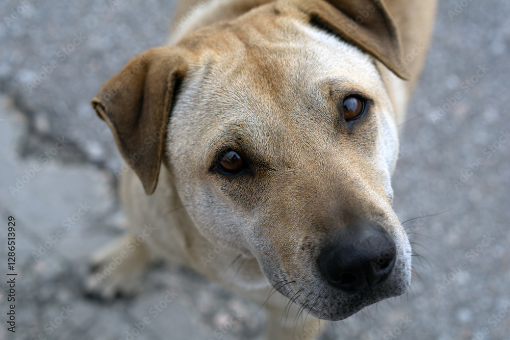 Curious Light Brown Dog on Concrete Surface Curious Light Brown Dog on Concrete Surface