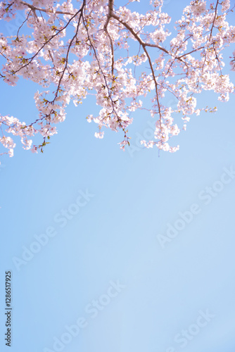 Pink cherry blossom tree on sky background