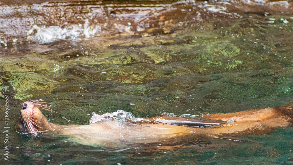 Obraz premium Tierwelten auf den Galapagos Inseln