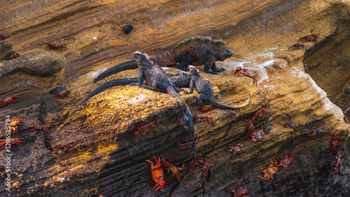 Tierwelten auf den Galapagos Inseln