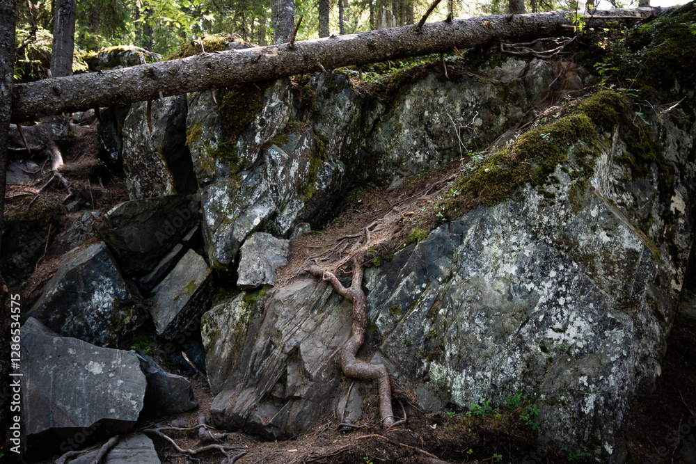 Huge boulders in the forest with traces of bird droppings, covered in moss and entangled with roots, with a fallen pine tree trunk lying on the boulder Huge boulders in the forest with traces of bird droppings, covered in moss and entangled with roots, with a fallen pine tree trunk lying on the boulder