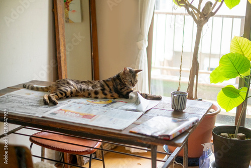 新聞の上でくつろぐベンガル猫