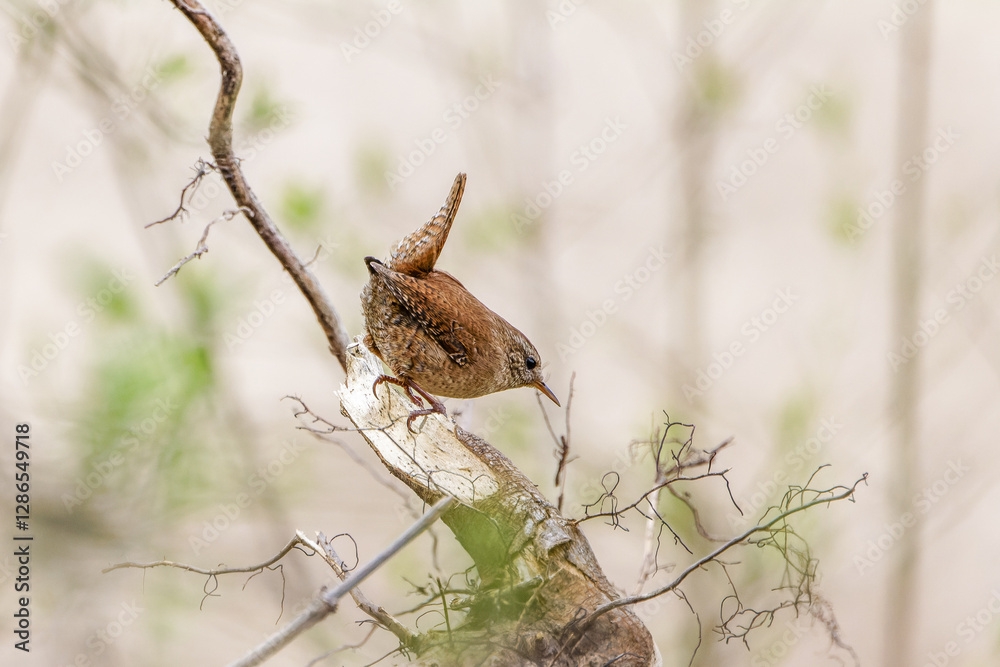 Fototapeta premium Zaunkönig sitzt auf einem Ast