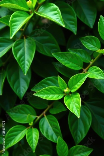 Dense foliage of Brazilian pepper tree leaves, foliage, greenery, plant photo