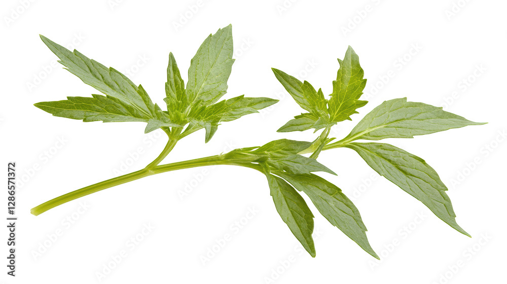 Vibrant green leaves, a closeup of nature's flourishing foliage in botanical garden Vibrant green leaves, a closeup of nature's flourishing foliage in botanical garden