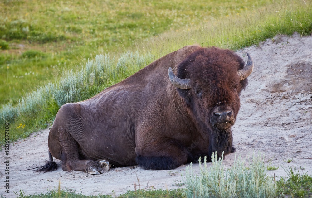 Yellowstone's Hayden Valley, the park's top wildlife viewing spot Yellowstone's Hayden Valley, the park's top wildlife viewing spot