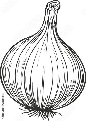 Black and white sketch of an onion with detailed line art.