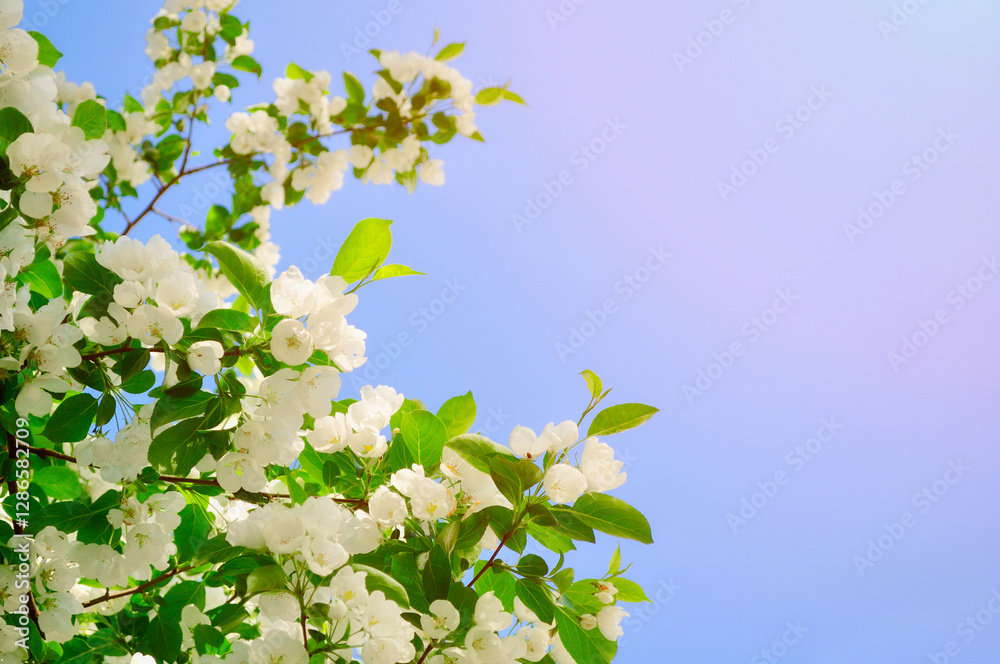 Spring flower background - white apple flowers in blossom lit by bright sunlight. Soft filter applied. Free space for text