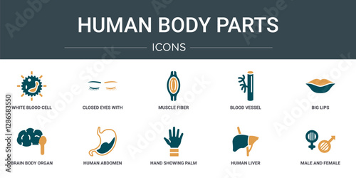 set of 10 outline web human body parts icons such as white blood cell, closed eyes with lashes and brows, muscle fiber, blood vessel, big lips, brain body organ, human abdomen vector icons for