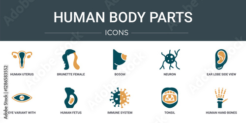 set of 10 outline web human body parts icons such as human uterus, brunette female woman long hair, bosom, neuron, ear lobe side view, eye variant with enlarged pupil, human fetus vector icons for