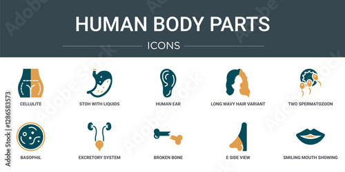 set of 10 outline web human body parts icons such as cellulite, stoh with liquids, human ear, long wavy hair variant, two spermatozoon, basophil, excretory system vector icons for report,