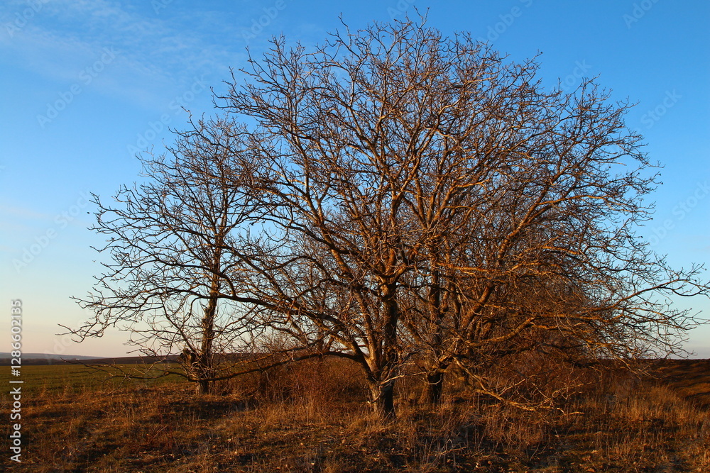 A tree in a field A tree in a field