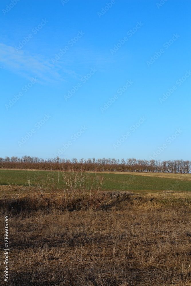 Obraz premium A field with grass and trees