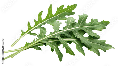 Fresh Green Arugula Leaves, Isolated on Transparent Background, Botanical Illustration, High-Resolution Image, arugula, herb, vegetable photo