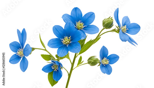 blue flowers stalk png