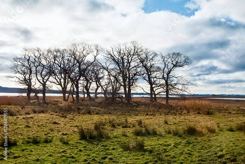Naked Trees at the Coast