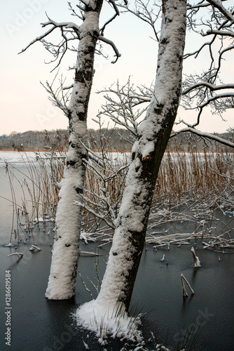 Trees in a Frozen Lake