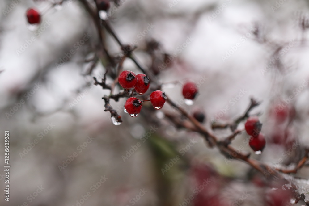 bacche rosse in inverno