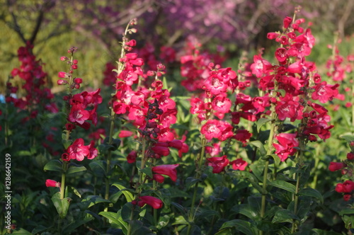 wild flowers in the field