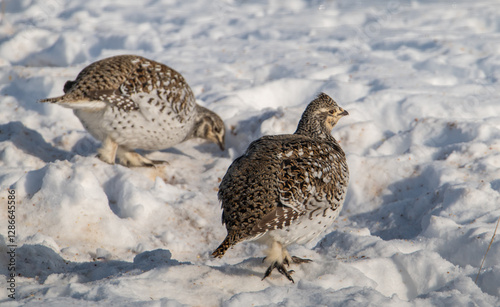 Sharp tailed grouse in the winter photo