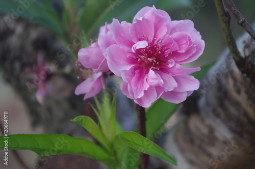 pink and white flower