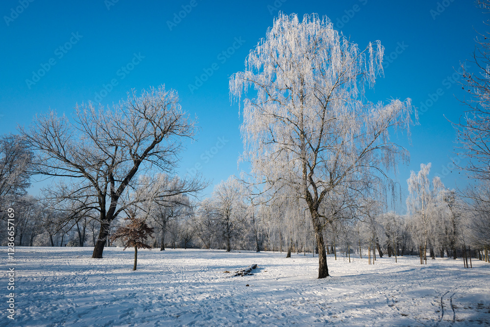 Winter landscape with snow and frost.