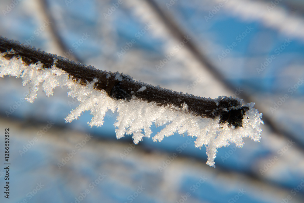 Branches covered with frost, winter.