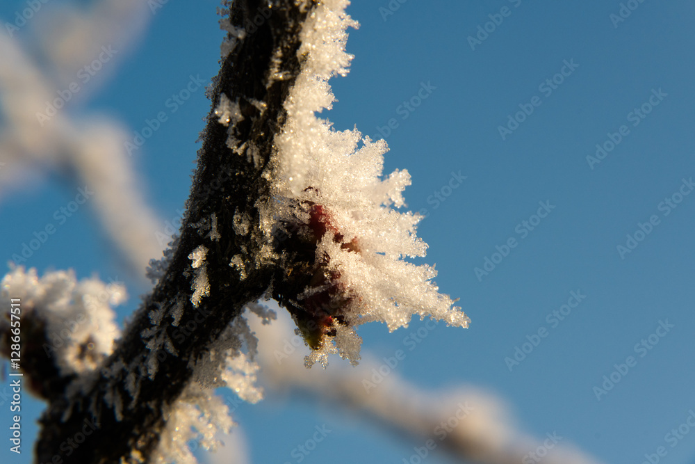 Branches covered with frost, winter.