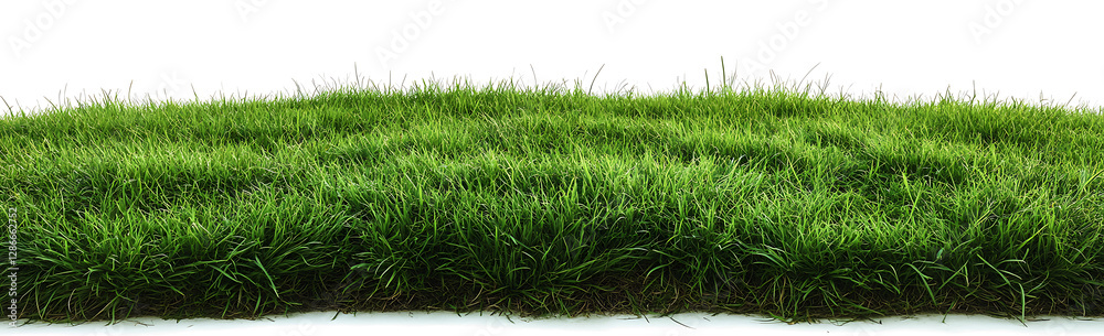 Isolated green grass field on a transparent background. PNG Isolated green grass field on a transparent background. PNG